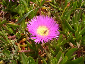 Mediterrane pinkfarbene Blüte